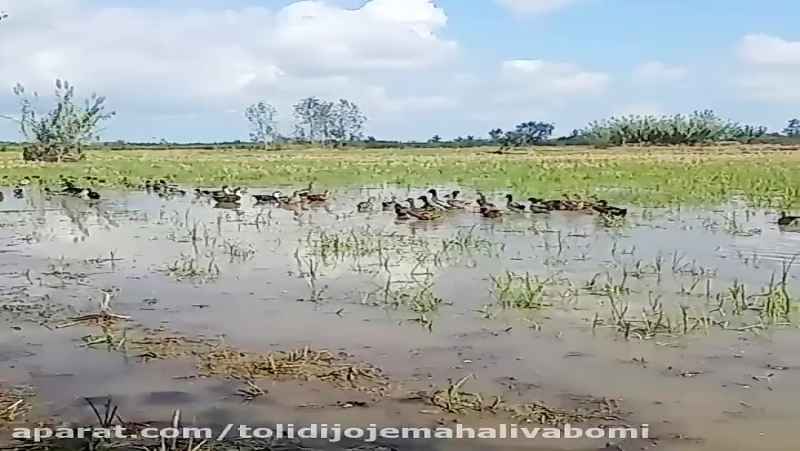 تغذیه اردک ها از شالیزارهای برنج