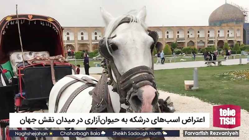 اعتراض اسب های درشکه به حیوان آزاری در میدان نقش جهان