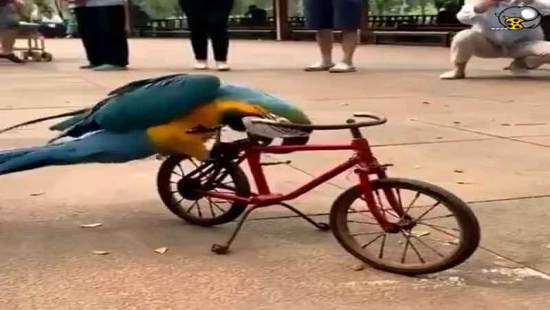 تا حالا دوچرخه سواری یه طوطی رو دیده بودید ؟