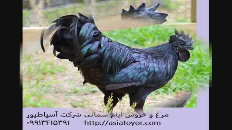 فروش تخم نطفه دار طیور زینتی /مرغ و خروس ایام سمانی