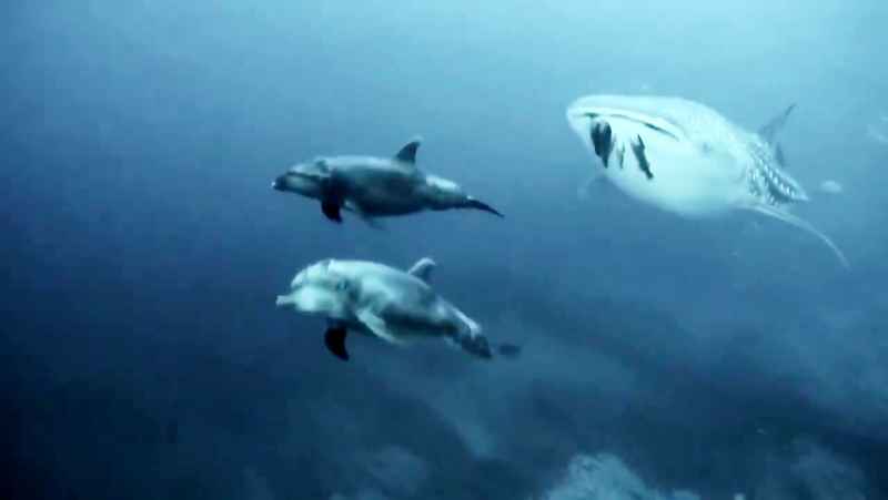 اسکورت کوسه نهنگ توسط 2 دلفین