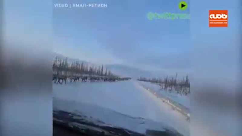 عبور 3 هزار گوزن از وسط بزرگراهی در سیبری روسیه و ایجاد اختلال در رفت و آمد خودروها