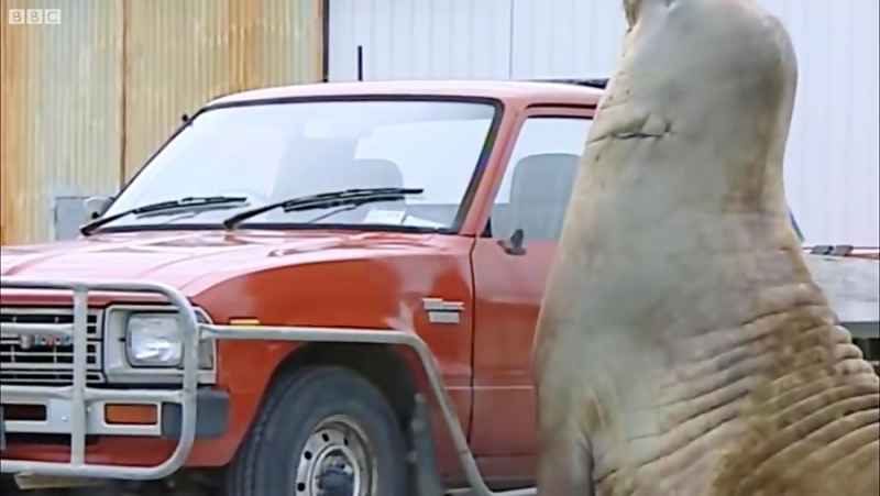 دنیای حیوانات - فیل دریای غول پیکر و به هم ریختن خیابان - HUGE Elephant Seal