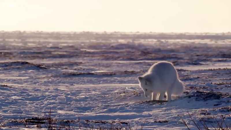 دنیای حیوانات - شکار کردن روباه سفید جوان در برف - Young Fox Hunting In The Snow