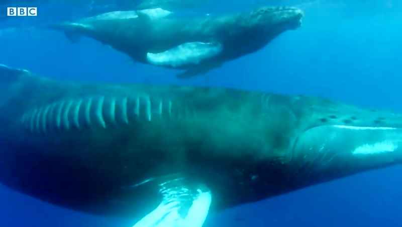 دنیای حیوانات - مبارزه نهنگ کوهان دار مادر با نهنگ نر - Humpback Whale Fight