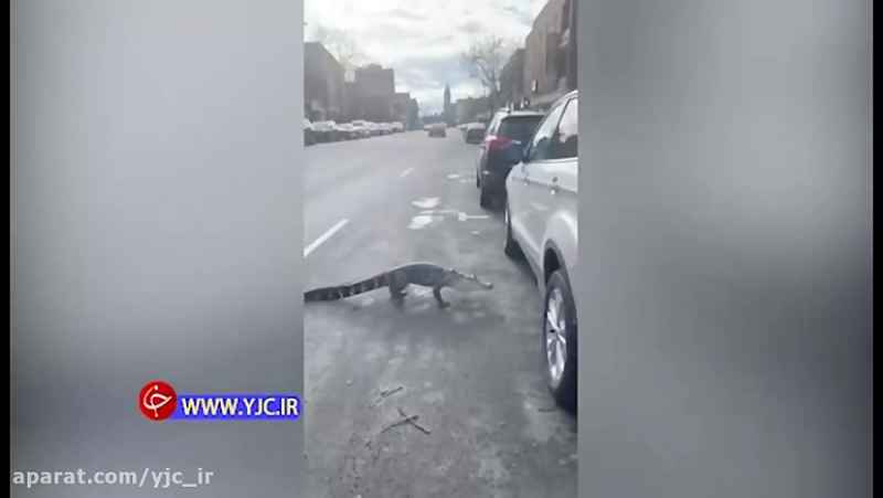 پرسه کروکدیل در خیابان، رانندگان را به وحشت انداخت!
