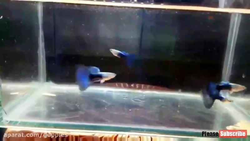 تمام گونه های ماهی گوپی (این ویدیو عالیه )