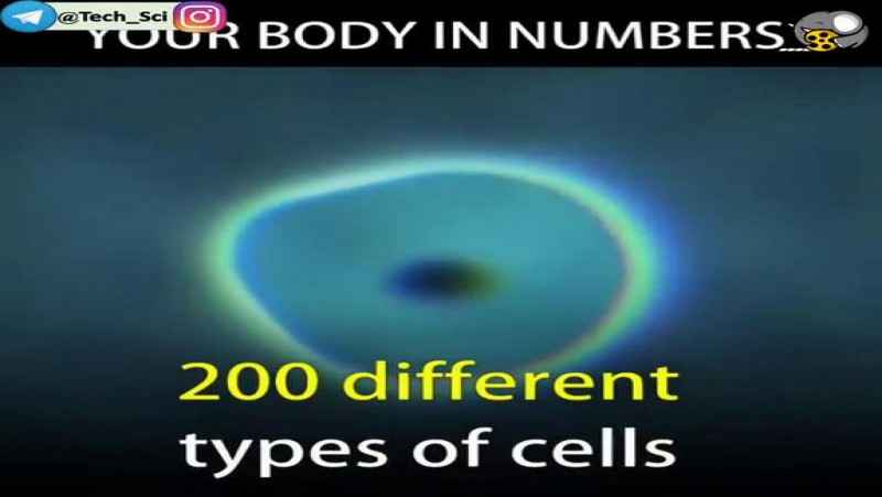 آمار و ارقام جالب از بدن انسان! چه تعداد سلول دارید؟ چه تعداد عصب دارید؟