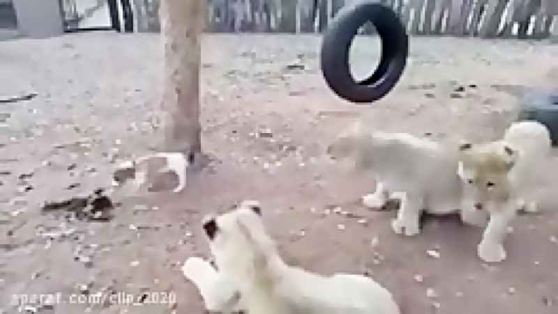 حیات وحش (مقاوت توله سگ در مقابل توله شیر ها