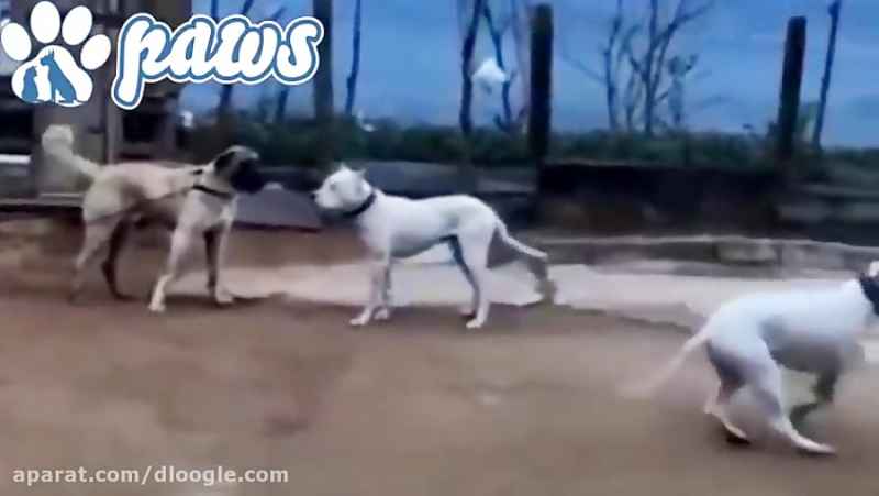جنگ و نبرد سگ های سرابی - رویارویی سگ ها