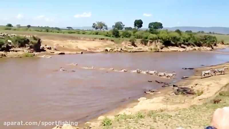 حمله وحشتاک تمساح به گروه گور خرهای حیات وحش افریقا