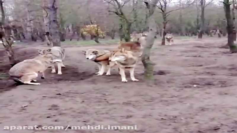حمله گله گرگ ها به یک گرگ غریبه