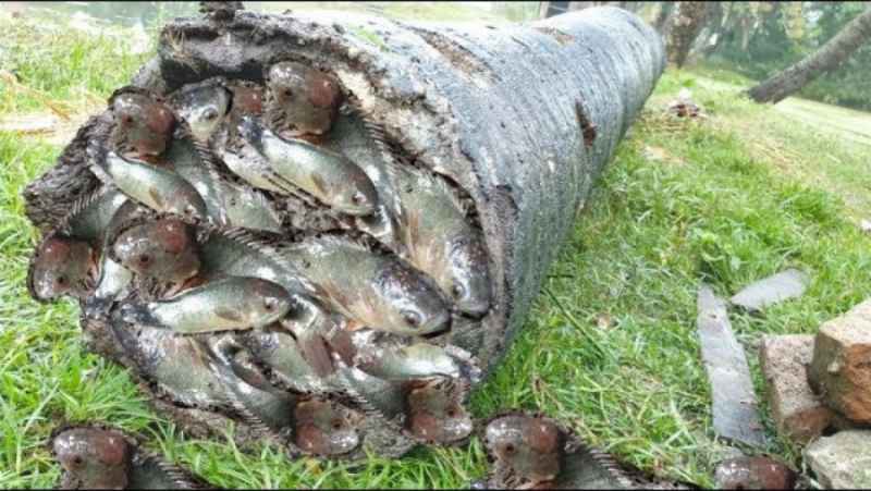 بزرگترین چالش ماهیگیری در چوب درخت!!! - شگفت انگیزه - یافتن ماهی