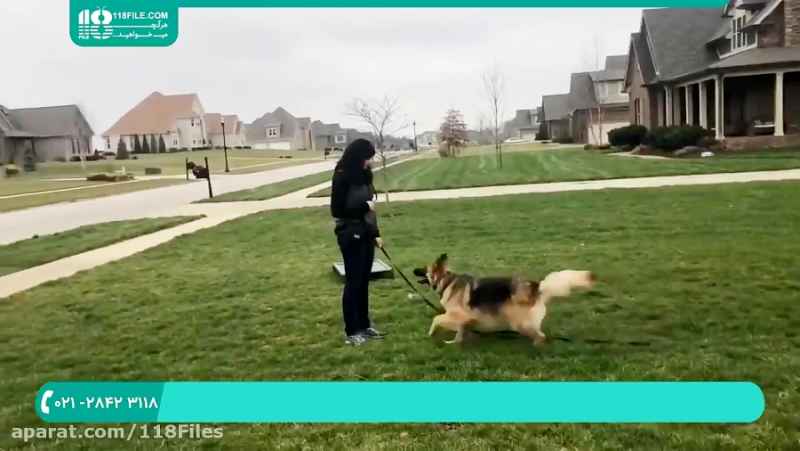 آموزش و تربیت سگ | تربیت سگ شکاری ( تربیت سگ ژرمن شپرد برای اطاعت کردن )