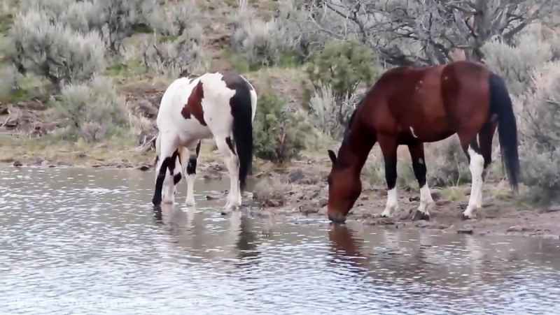 اسب های وحشی اورگن | ماستنگ | Mustang