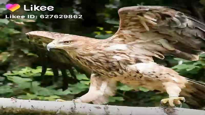 عکسی زیبا از عقاب شاهی عقاب بومی ایران