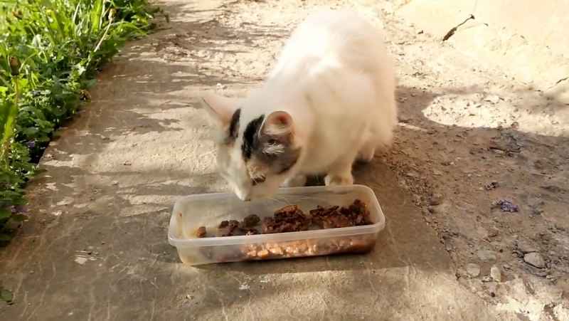 19 گربه غذای خوشمزه می خواهند