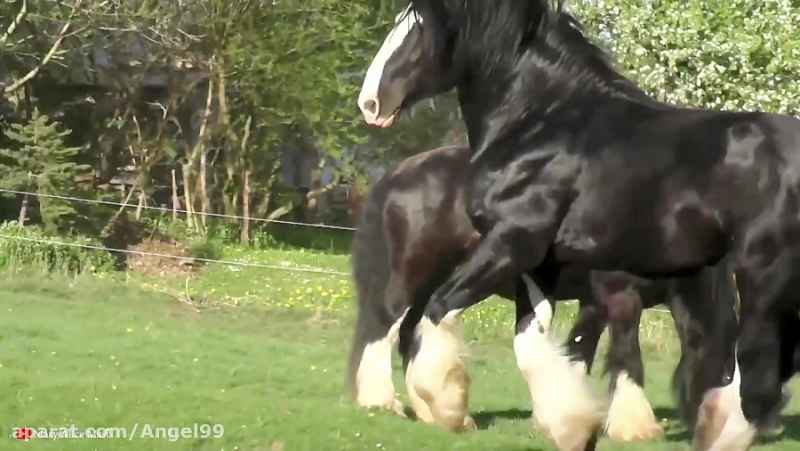 10 اسب قدرتمند جهان - مجموعه ای از قدرتمندترین اسب ها در جهان