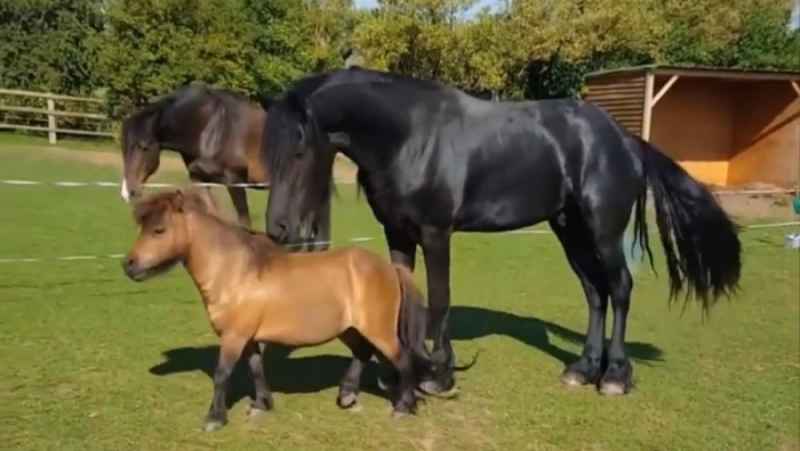 مجمومه ای از اسب های ناز و خنده دار - لحظات زیبا با اسب های زیبا