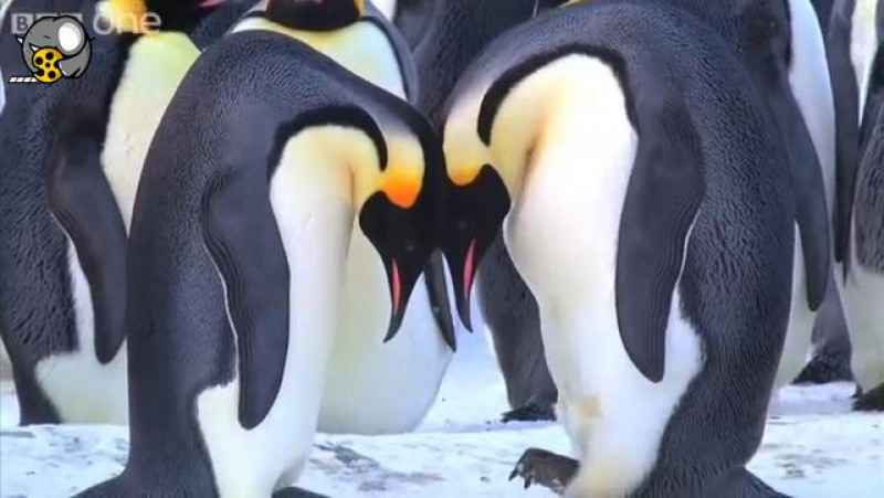 پنگوین های امپراطور تخم مرغ خود را می گذارد - پنگوین ها