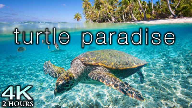 بهشت لاکپشت ها