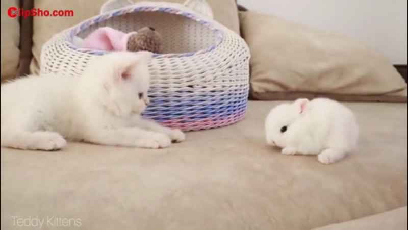 کلیپشو گربه سفید و خرگوش سفید