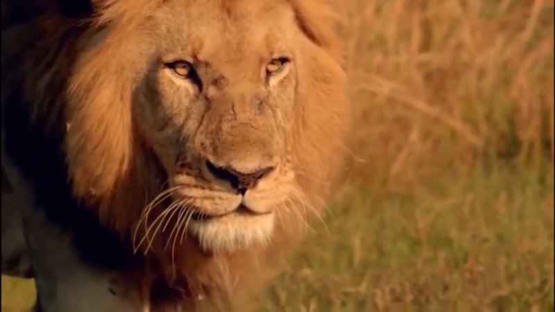 مستند حیوانات با زیرنویس / حیات وحش آفریقا