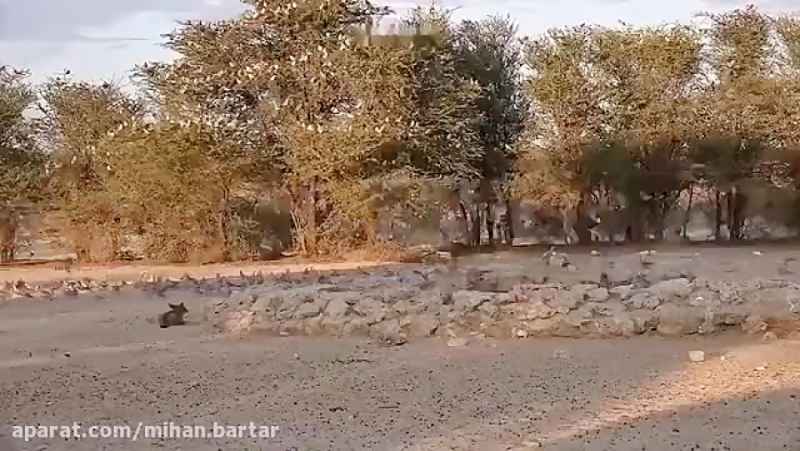 شکار کبوترهای صحرایی توسط شغال