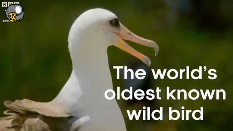 این پرنده 67 ساله پیرترین پرنده جهان