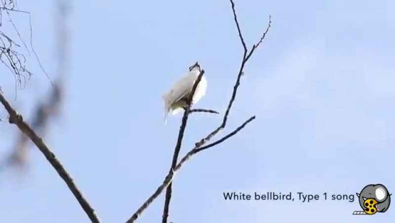 صدای پرنده ای به نام «White Bellbird» به عنوان بلندترین صدای یک پرنده ضبط شد