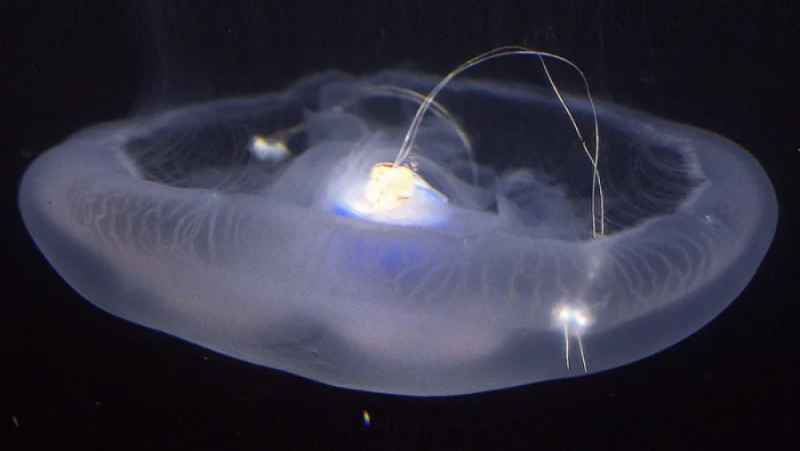 محققان سرعت شنا کردن عروس دریایی را افزایش دادند