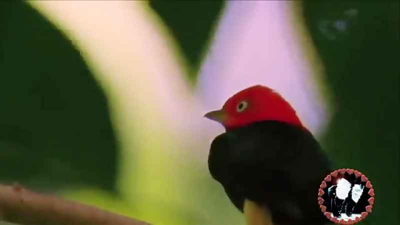 باغ پرندگان -پرندگان زیبا وجذاب ودیدنی