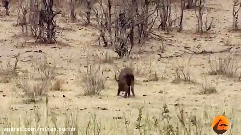 جنگ بوفالو  و فیل و کشته شدن بوفالو
