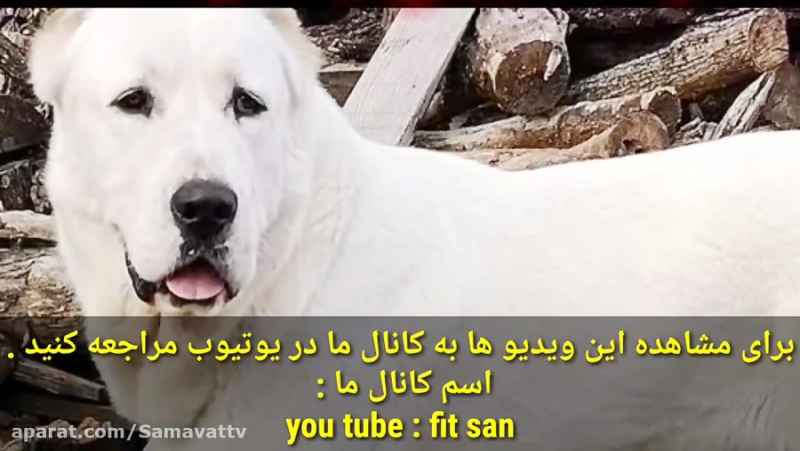 سگ افغان و سگ دوبرمن و سگ سرابی