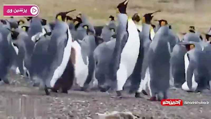 دعوای جالب پنگوین ها میان یک عالمه برف در قطب