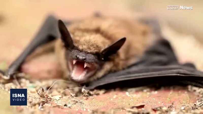 از دلایل تفاوت نرخ مرگ ومیر کرونا تا بررسی رفتار اجتماعی خفاش ها