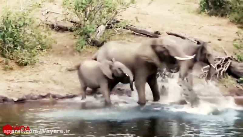 صدای وحشتناک فیل هنگام شکار شدن توسط کروکدیل