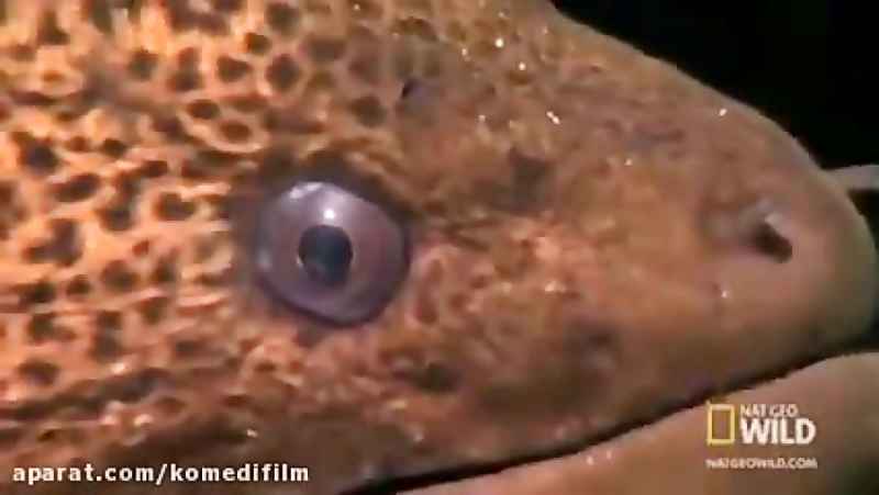 سیستم دفاعی جالب بادکنک ماهی در مقابل مارماهی