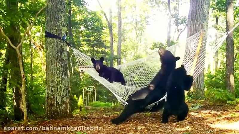 یک خرس سیاه مامان و دو توله سگش روی یک چکش بازی می کنند