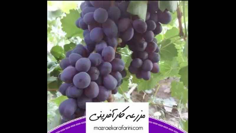 نهال انگور شاهانی شاهرود 09915131382