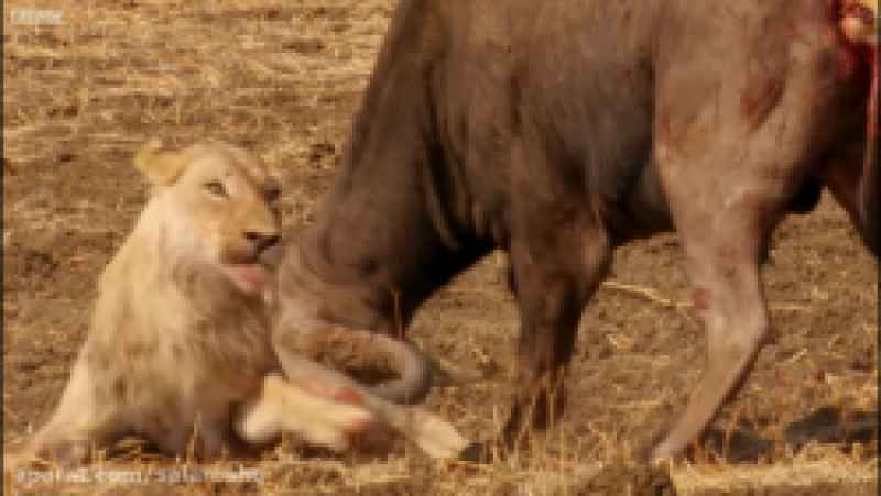 نبرد خونین وحشتناک بین ماده شیر جوان ناشی و گاو کارکشته خوش شانس HD