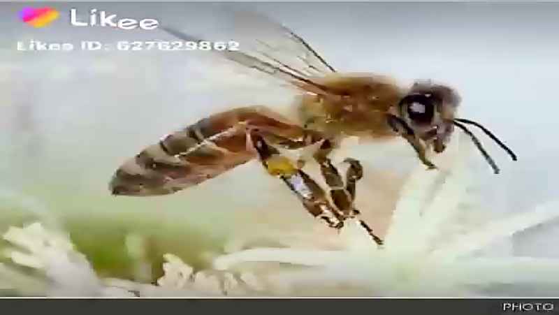 عکسی زیبا از زنبور عسل بومی ایران