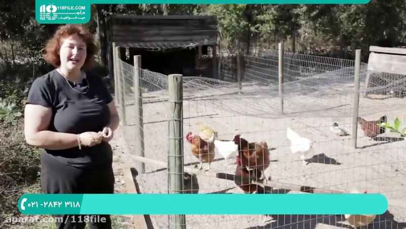 آموزش پرورش مرغ محلی | پرورش مرغ تخمگذار (دلیل تخم مرغ نزاشتن مرغ ها)