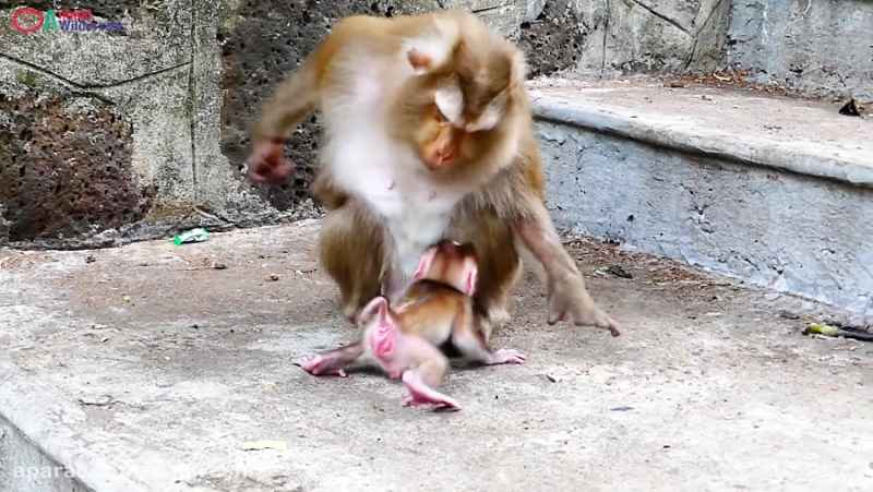 آموزش بسیار دیدنی و باحال یاددادن راه رفتن میمون مادر به بچه میمون تازه متولد HD