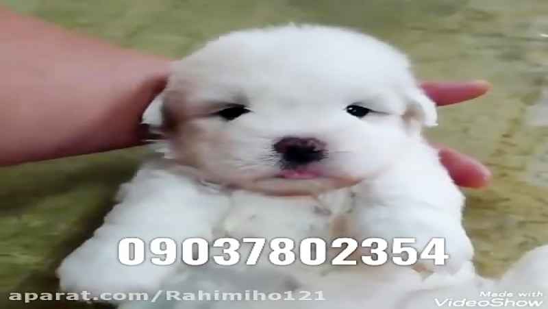 فروش سگ شیتزو تریر پاکوتاه آپارتمانی عروسکی خانگی پشمالو شماره تماس 09037802354