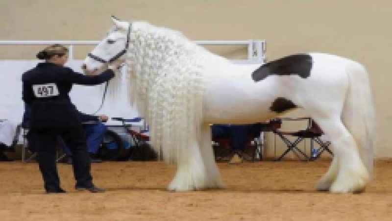 باور نکردنی ترین نژادهای اسب در جهان با کیفیت عالی سوپر فول اچ دی HD