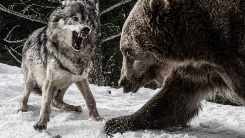 دفاع جسورانه خرس از توله هایش در رویارویی با حمله گرگ های گرسنه