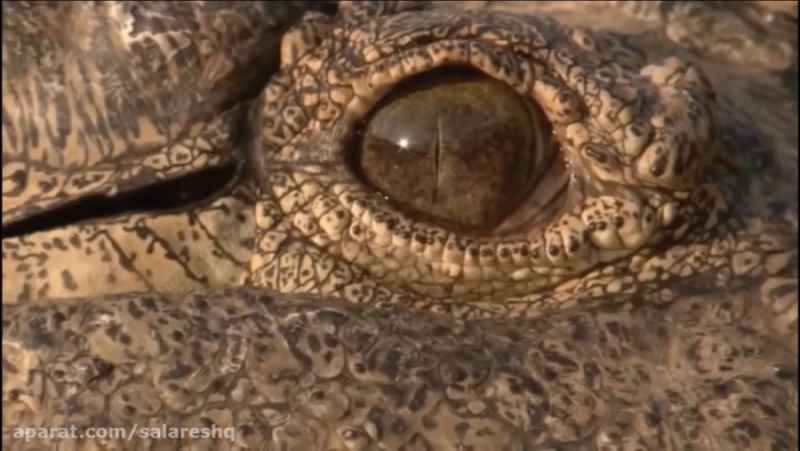 حرکت خارق العاده و دیده نشده تمساح مادر برای مجازات عقاب و دفاع از بچه تمساح HD