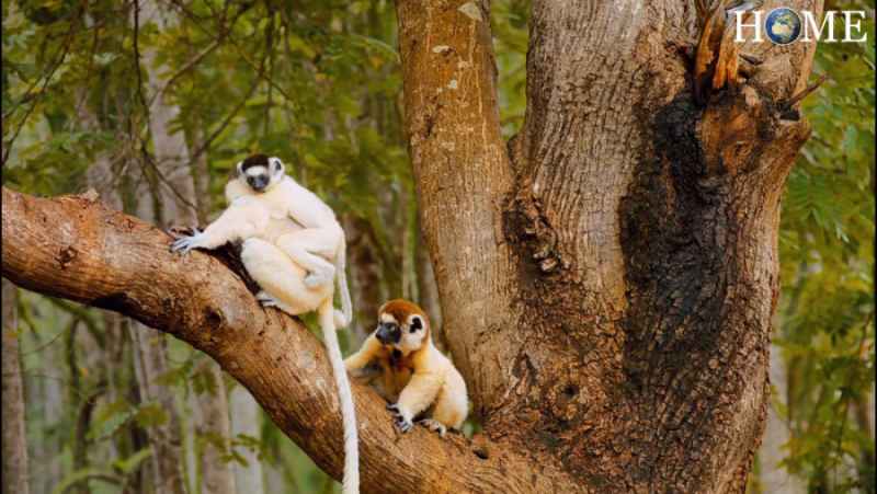 مستند حیوانات / حیات وحش جزیره ماداگاسکار