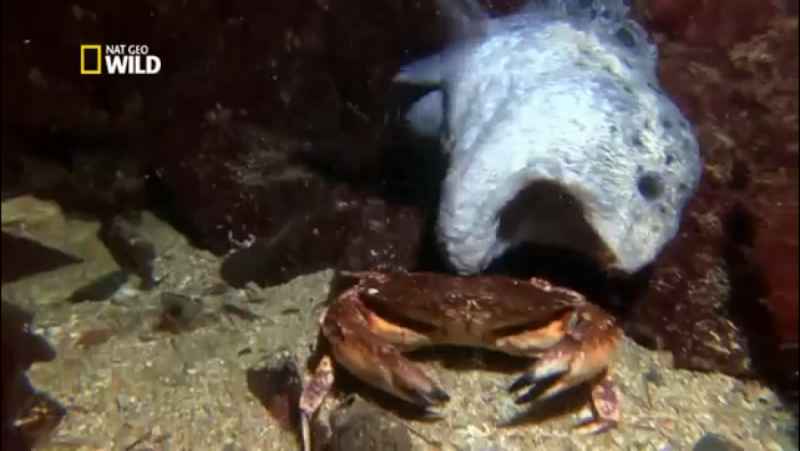 شکار وحشیانه و زنده خواری خرچنگ نگون بخت توسط مارماهی - حیوانات برتر